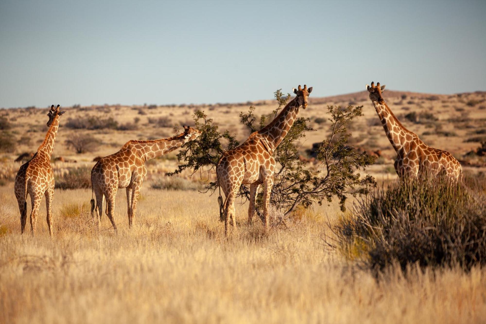 Sandfontein Lodge&Nature Reserve Exterior foto