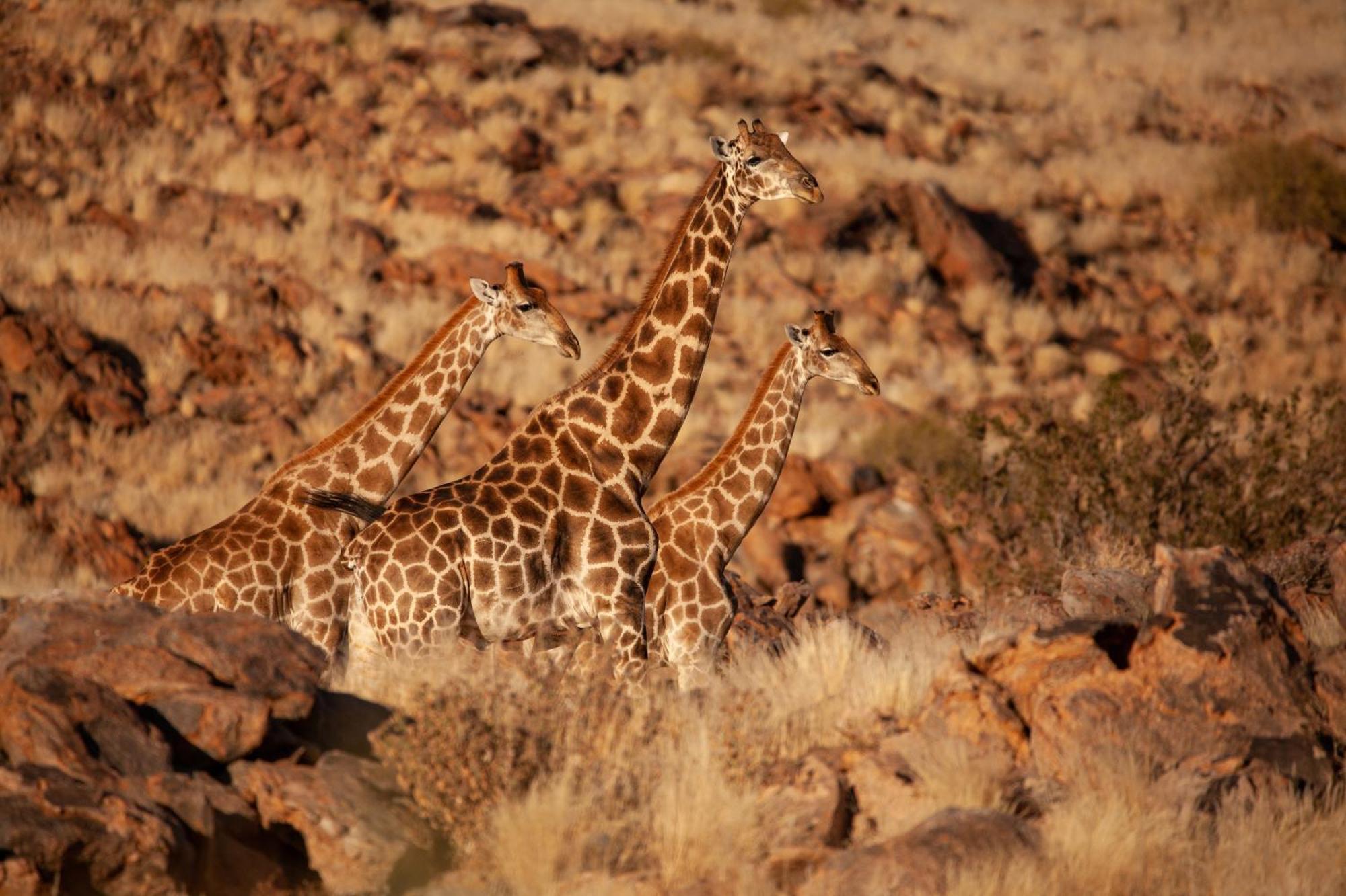 Sandfontein Lodge&Nature Reserve Exterior foto